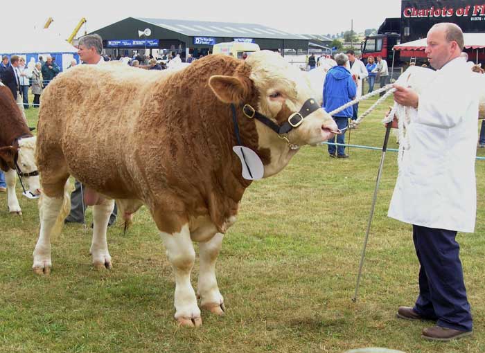 Bull at the show 2006