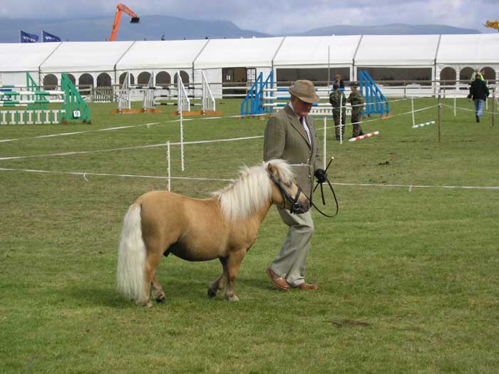 A classic Palomino Shetland Pony