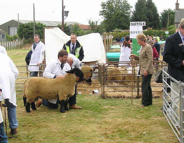 Suffolk sheep