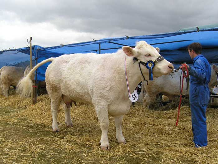 Briish Charolais